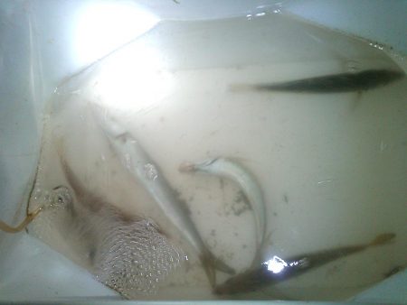 半夜の紀州釣り