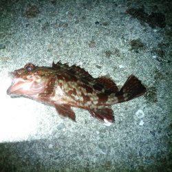 泳がせでケンサキイカ