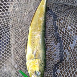 ダイソージグで青物