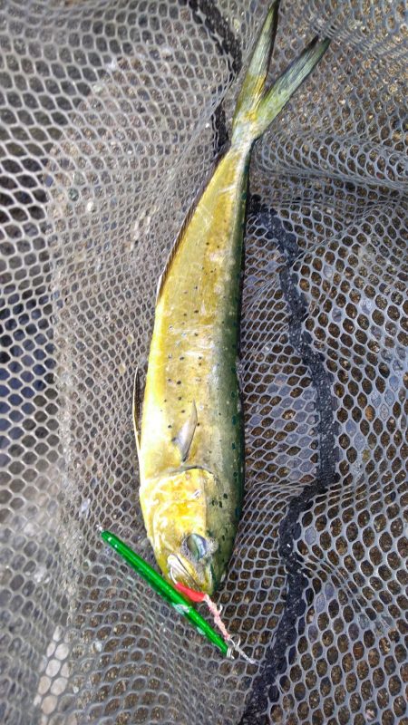 ダイソージグで青物