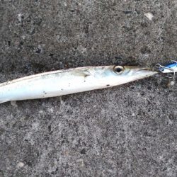 夕マズメショアジギング