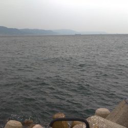 明石海峡 青物調査