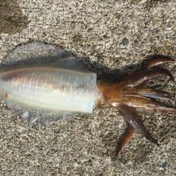 ゴミは持ち帰りましょう