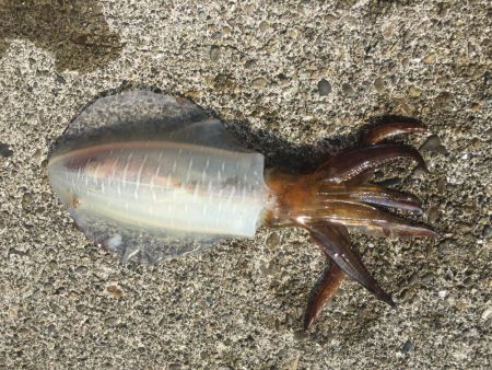 ゴミは持ち帰りましょう