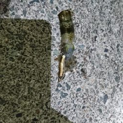 アオリ新子とボロボロの魚