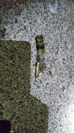 アオリ新子とボロボロの魚