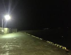 マダコとシロイカ