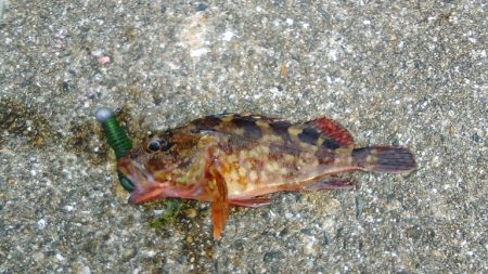 昼から雨予報なので午前中の釣り