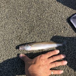 お盆の福井でサビキでアジとちょい投げでキスの釣果