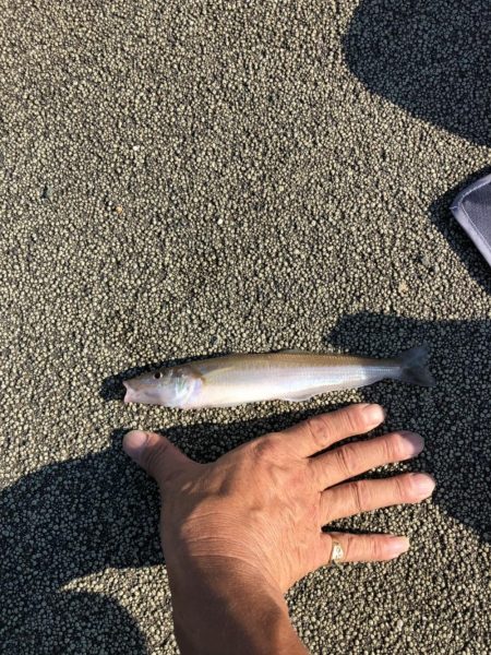 お盆の福井でサビキでアジとちょい投げでキスの釣果