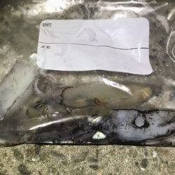 今期初ケンサキ