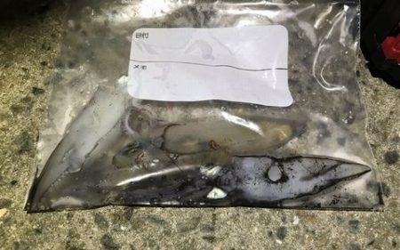 今期初ケンサキ