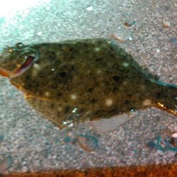 浜名湖　アジングゲーム