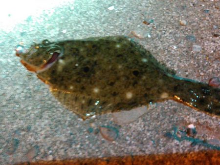 浜名湖　アジングゲーム