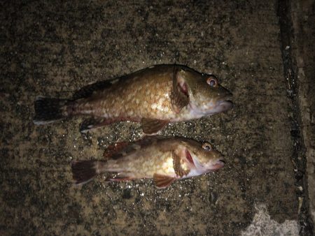 ナイスガッシー