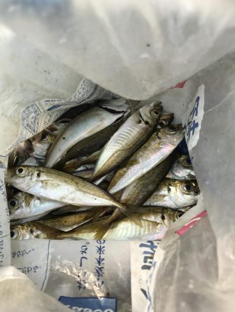 青物いるが釣れず、アジばかり
