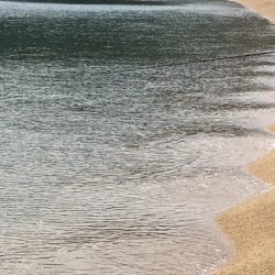 タコパラダイス