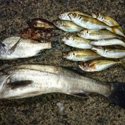 いつもの場所で5種目