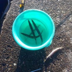 新ロッド粘り勝ち