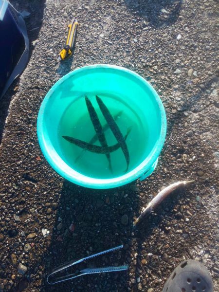 新ロッド粘り勝ち