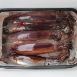 スルメイカ釣り