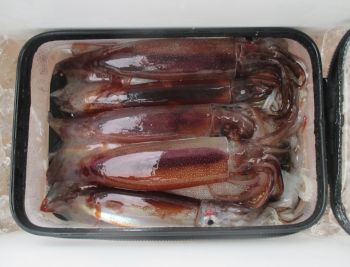 スルメイカ釣り