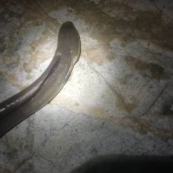 ソルトルアーで五目釣り