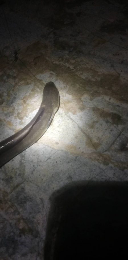 ソルトルアーで五目釣り