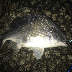 ゲリラ豪雨の後すかさず