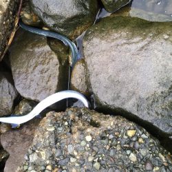 米代川河口シーバス