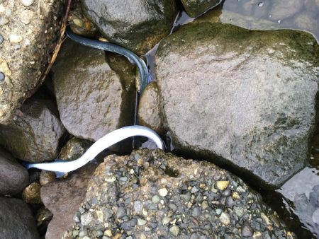 米代川河口シーバス