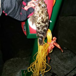 夜釣り　~若洲海浜公園~