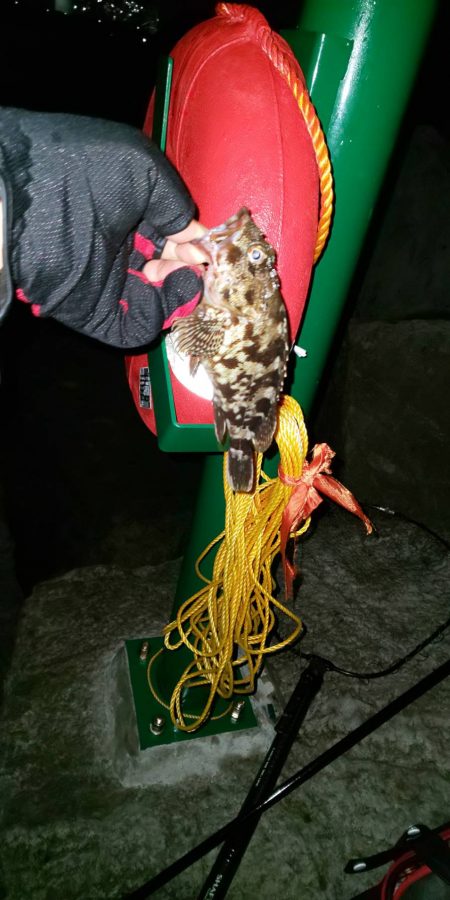 夜釣り　~若洲海浜公園~