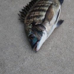 数釣り堪能　~辰巳橋付近~