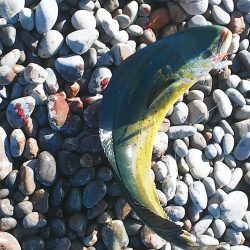 ワンピッチ？ジャカジャカ？