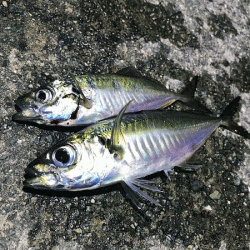 瀬戸内の島アジング（2019-13)