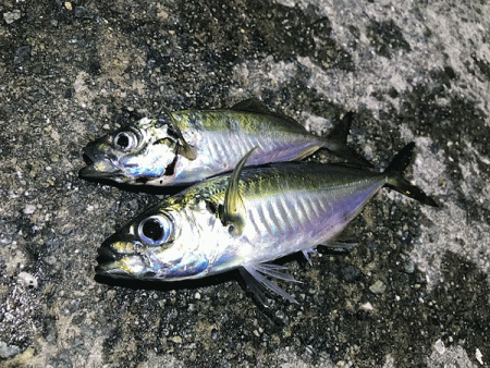 瀬戸内の島アジング（2019-13)