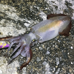 瀬戸内の島ケンサキエギング(2019-1)