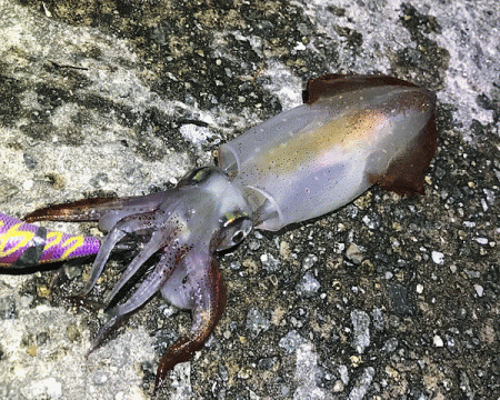 瀬戸内の島ケンサキエギング(2019-1)