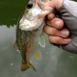 スリムクローラー！