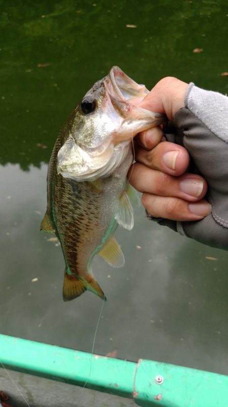 スリムクローラー！