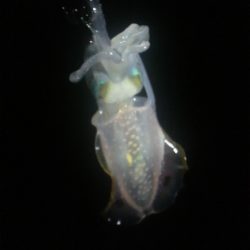 秋イカ初陣の巻