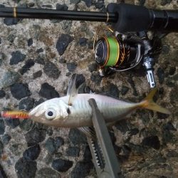 有明ターポン！