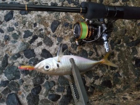 有明ターポン！