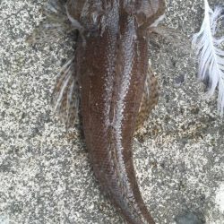 エギングデビュー