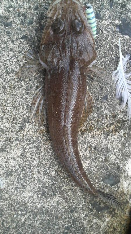 エギングデビュー