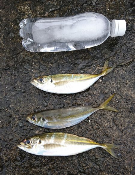 でっぷりウマズラ