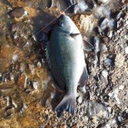 サビキでの投げ釣り！　但し、暑い！！　水分補給は必須ですね！