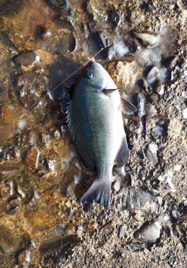 サビキでの投げ釣り！　但し、暑い！！　水分…