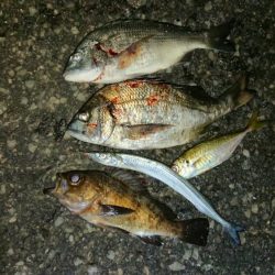 ド根性メバルがこんばんわ